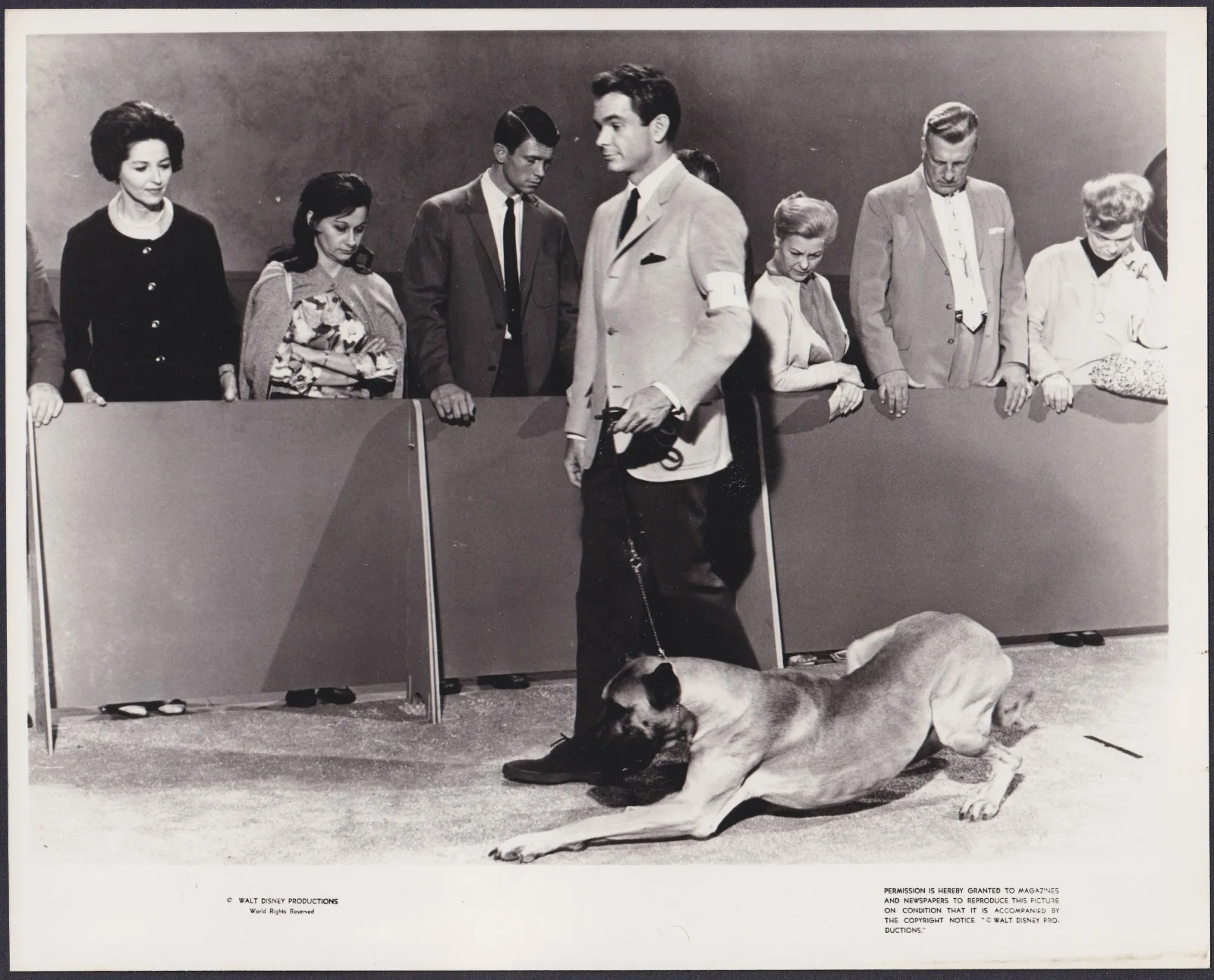 Ugly Dachshund 8x ORIGINAL UK FOH Lobby Cards + 2 Studio Stills Disney 1962, изображение 4