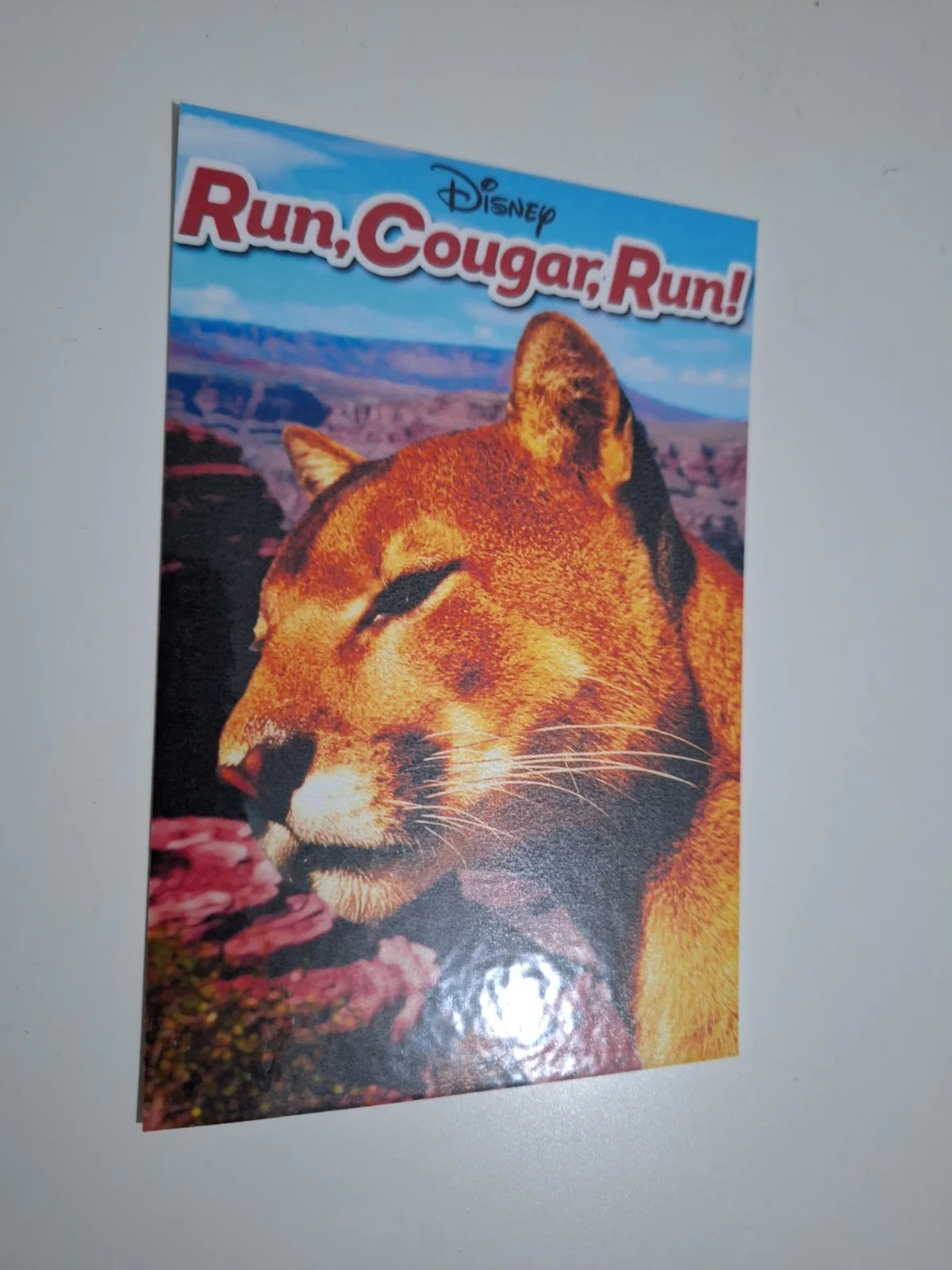 Walt Disney Run, Cougar, Run 1972 Reproduction Wilderness Adventure Postcard, изображение 2
