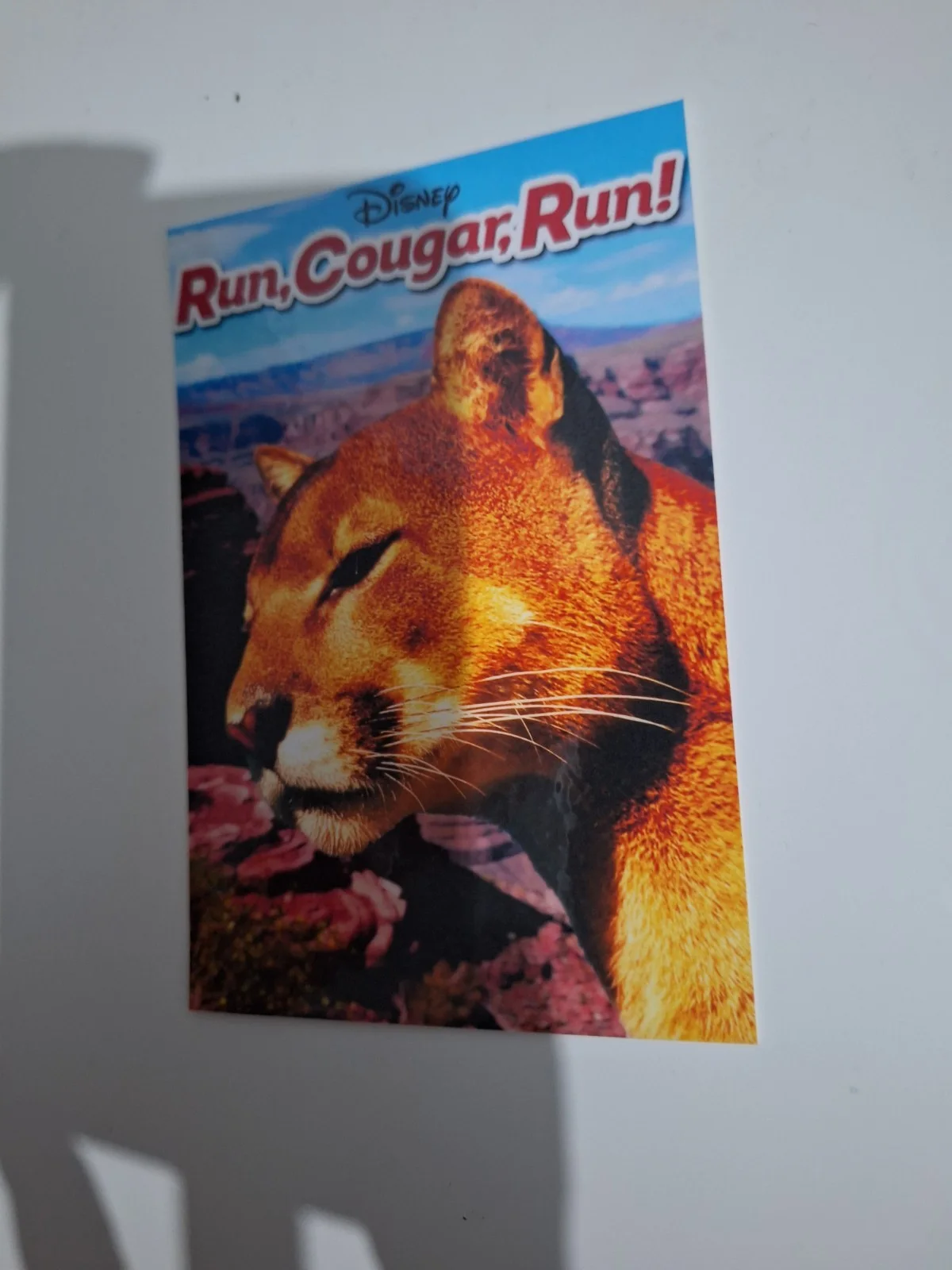 Walt Disney Run, Cougar, Run 1972 Reproduction Wilderness Adventure Postcard, изображение 3
