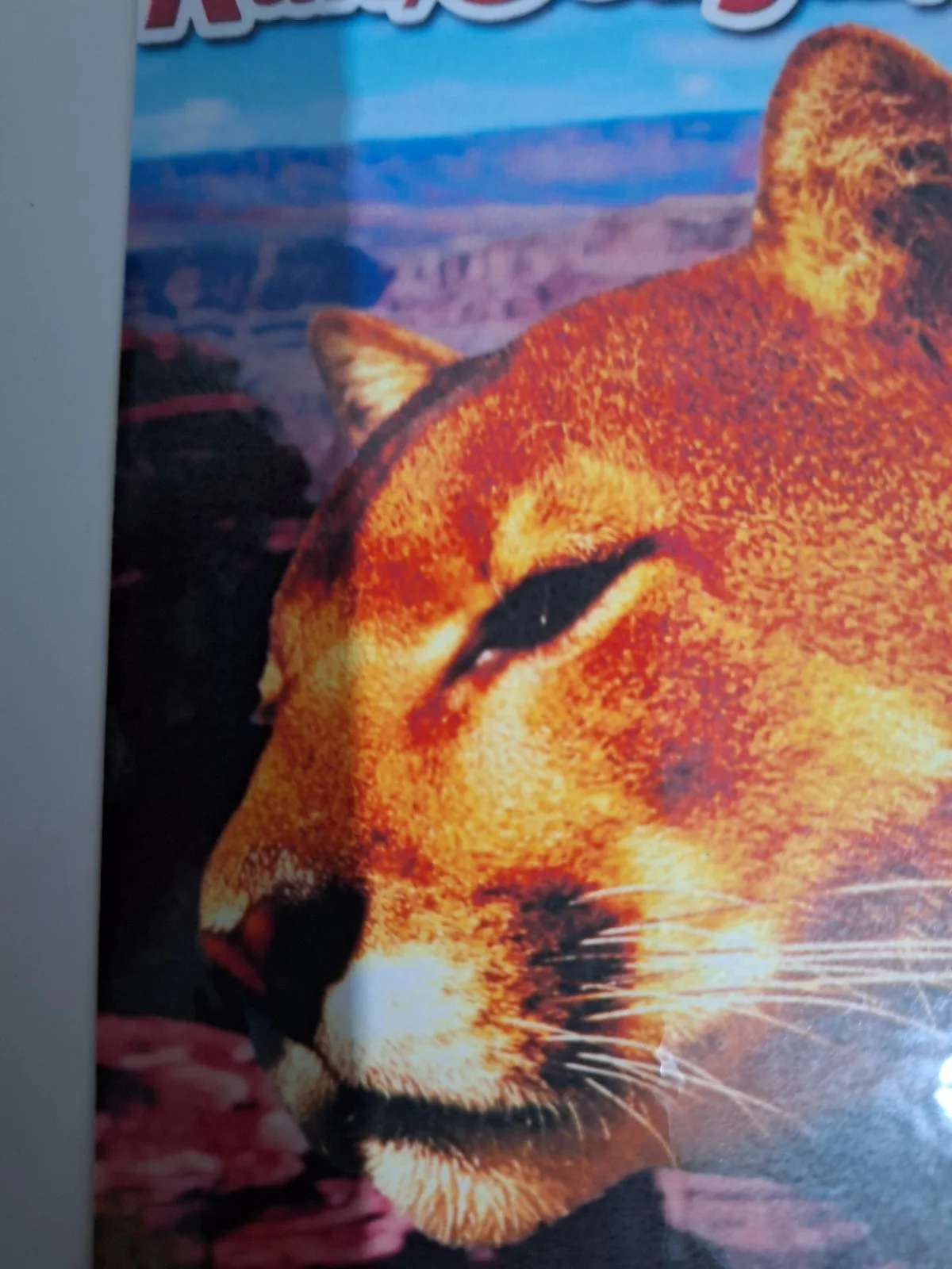 Walt Disney Run, Cougar, Run 1972 Reproduction Wilderness Adventure Postcard, изображение 5