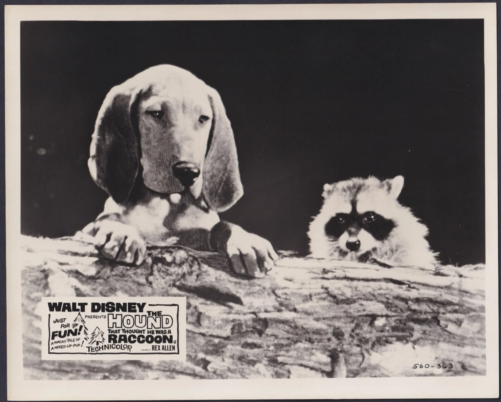 The Hound That Thought He Was a Raccoon 8x ORIGINAL UK FOH Lobby Cards Disney 60, изображение 2