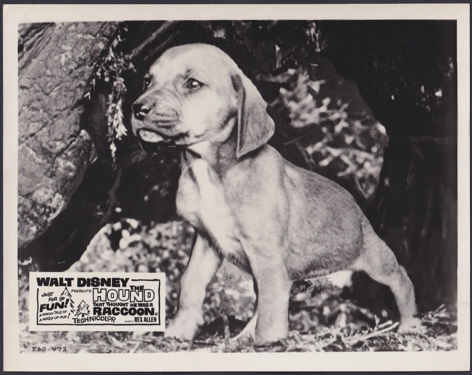 The Hound That Thought He Was a Raccoon 8x ORIGINAL UK FOH Lobby Cards Disney 60, изображение 3