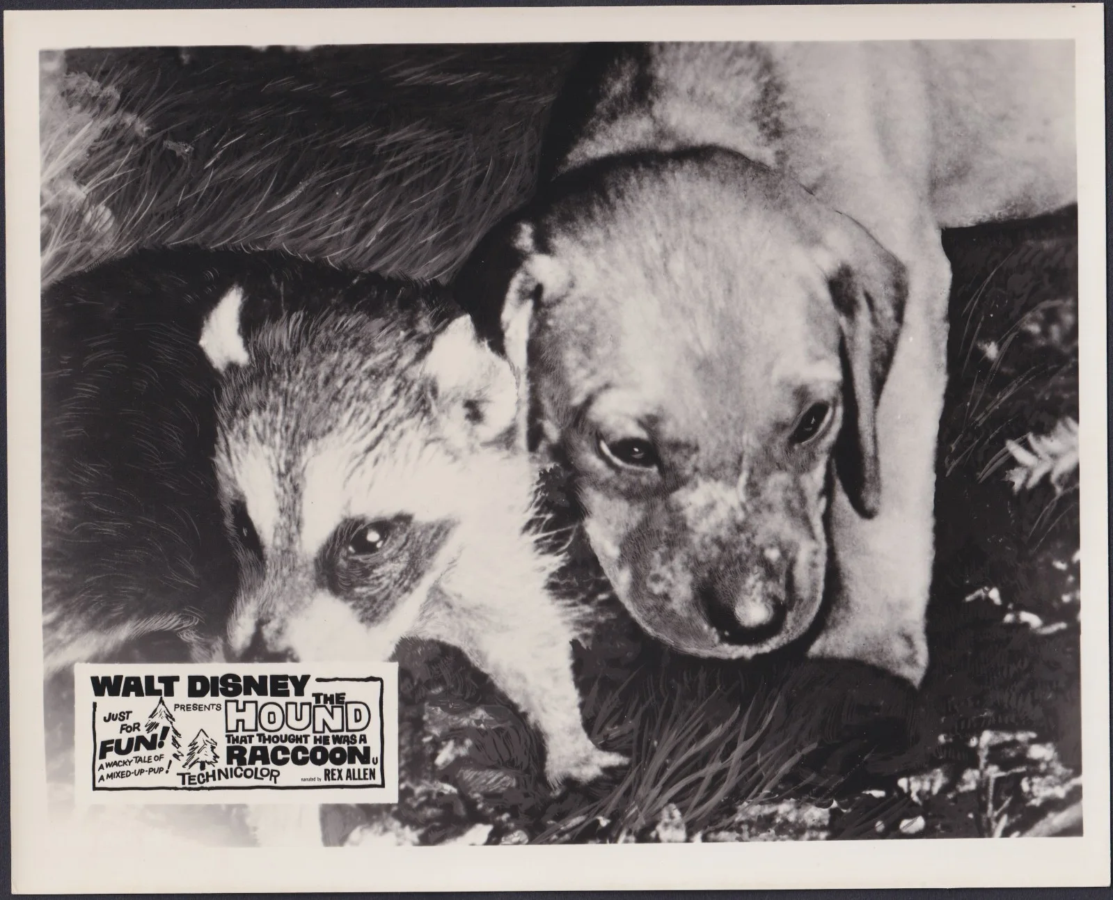 The Hound That Thought He Was a Raccoon 8x ORIGINAL UK FOH Lobby Cards Disney 60, изображение 4