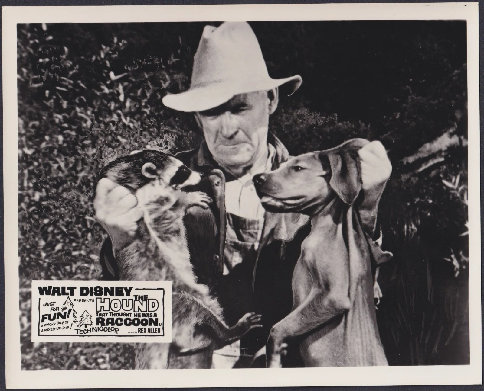 The Hound That Thought He Was a Raccoon 8x ORIGINAL UK FOH Lobby Cards Disney 60, изображение 5