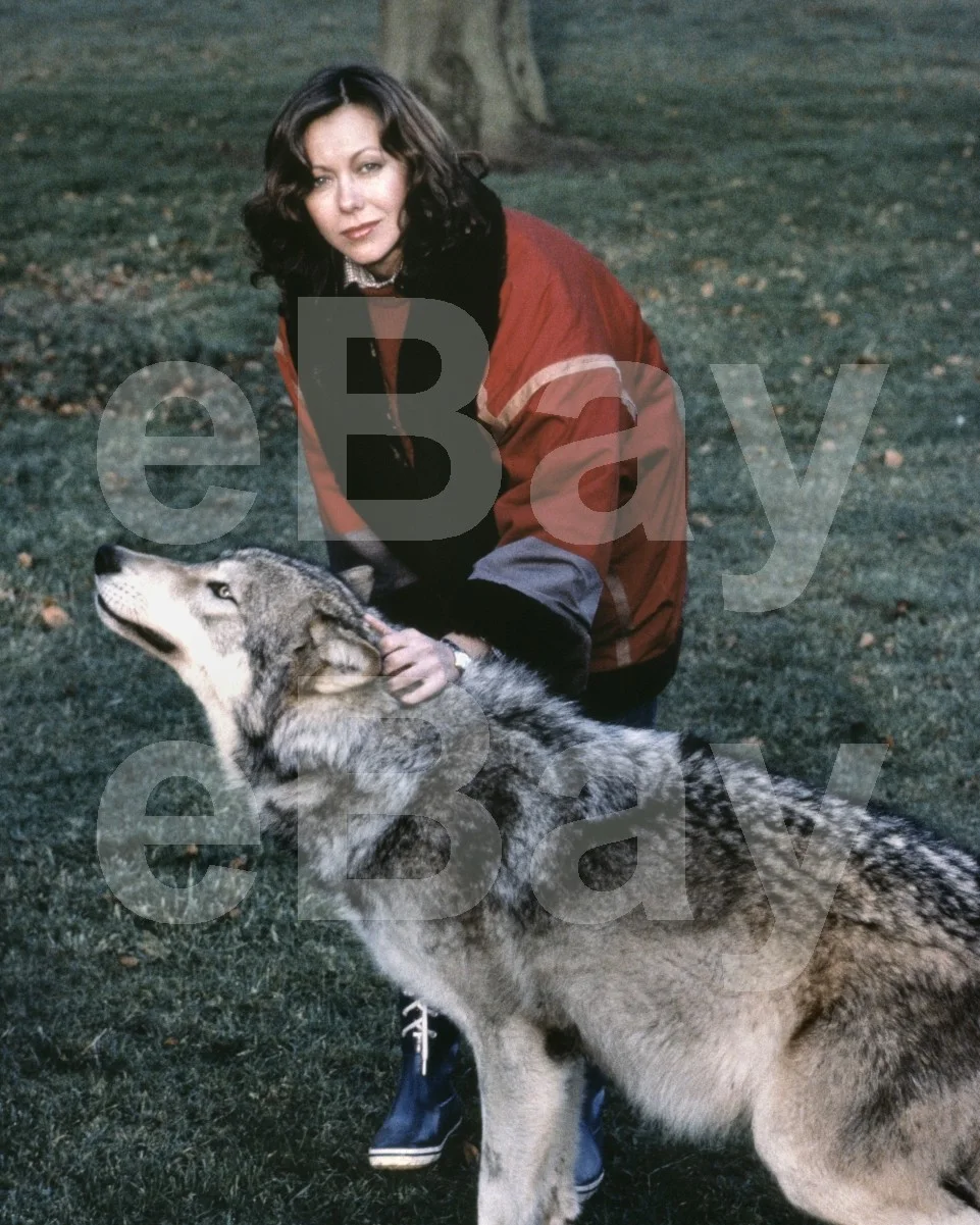 An American Werewolf in London (1981) Jenny Agutter 16x12 Photo Poster Print, изображение 4