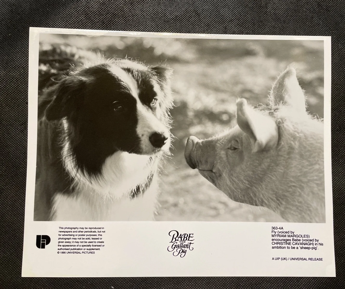 Babe the Gallant Pig 1995 5 Rare Vintage 10x8 Press Photo, image 2