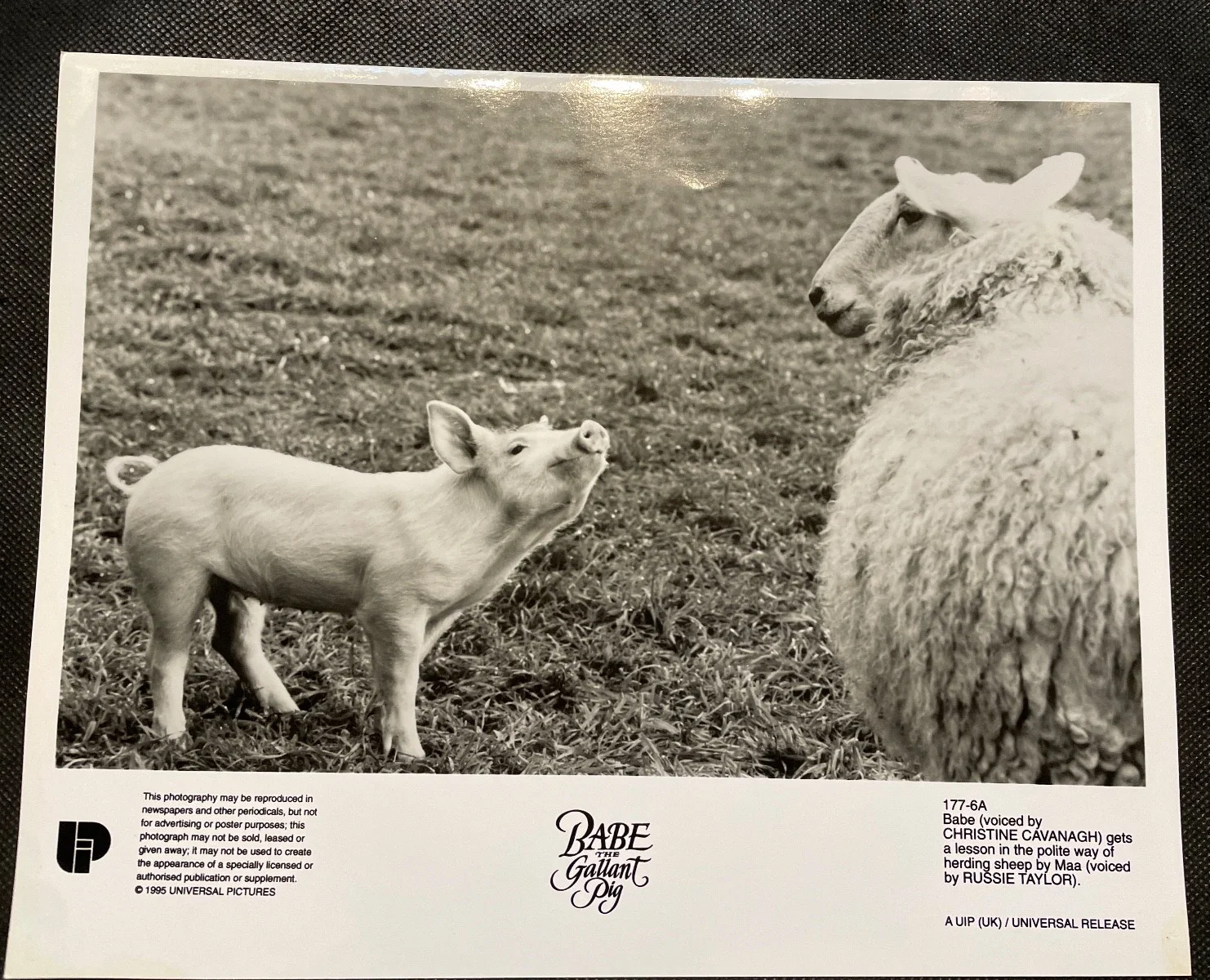 Babe the Gallant Pig 1995 5 Rare Vintage 10x8 Press Photo, image 3