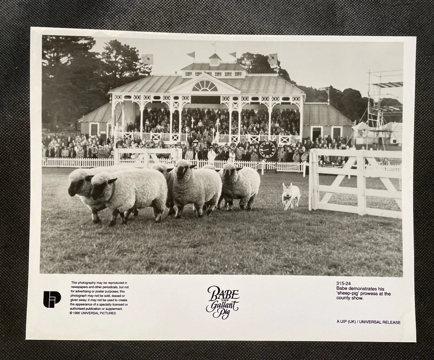 Babe the Gallant Pig 1995 5 Rare Vintage 10x8 Press Photo, image 4