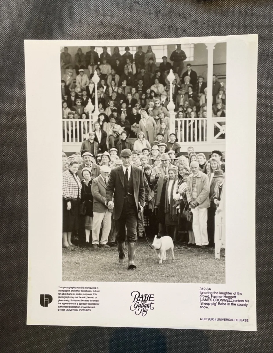 Babe the Gallant Pig 1995 5 Rare Vintage 10x8 Press Photo, image 5