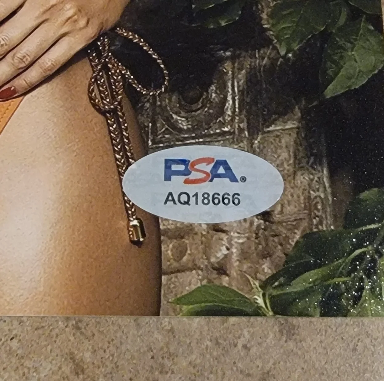 Zulay Henao — Zulay Henao signed 8x10 photo autograph PSA DNA photoshoot bikini orange, изображение 2