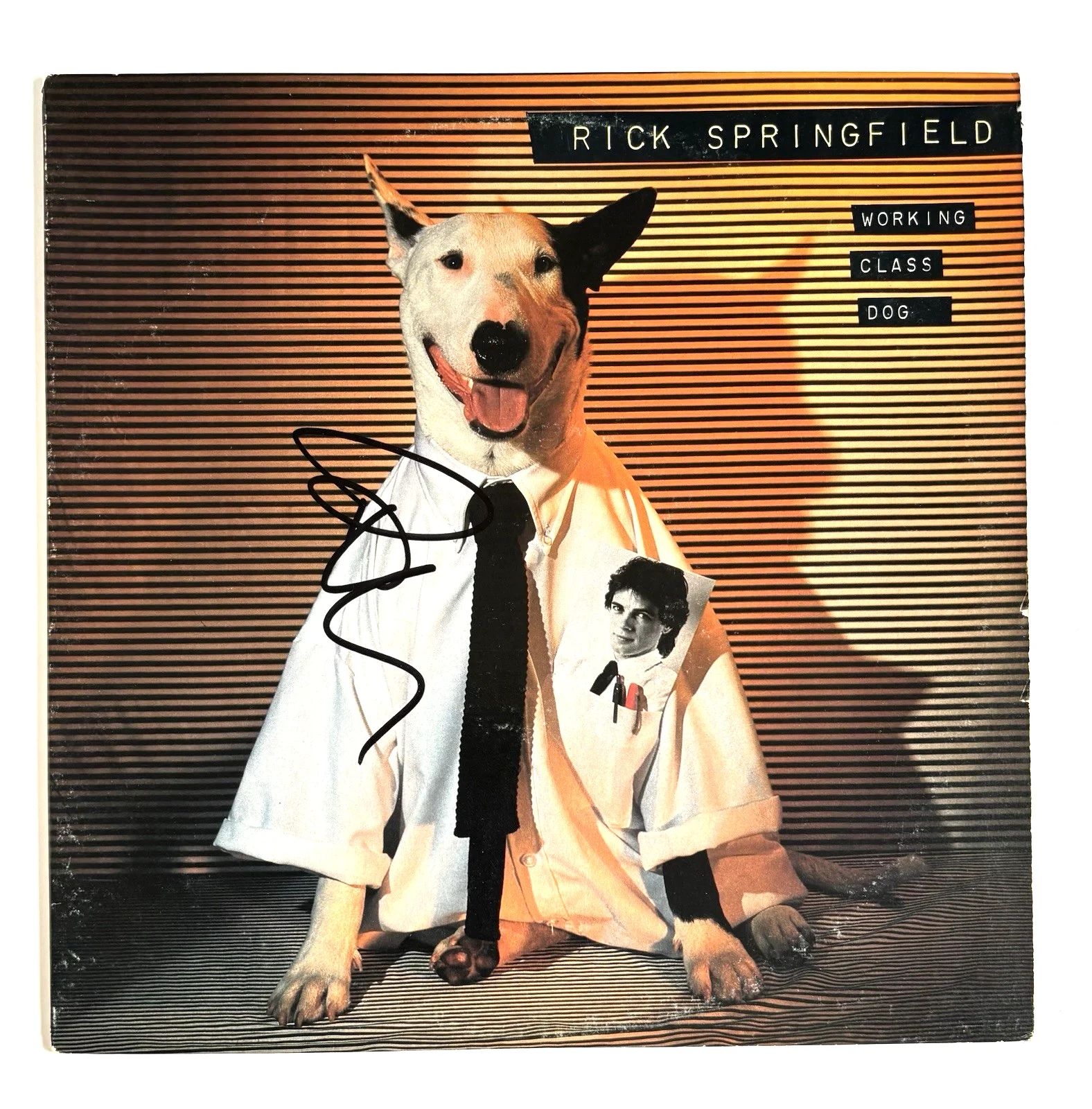 RICK SPRINGFIELD Signed WORKING CLASS DOG Vinyl RECORD Album PSA DNA COA Proof, image 2