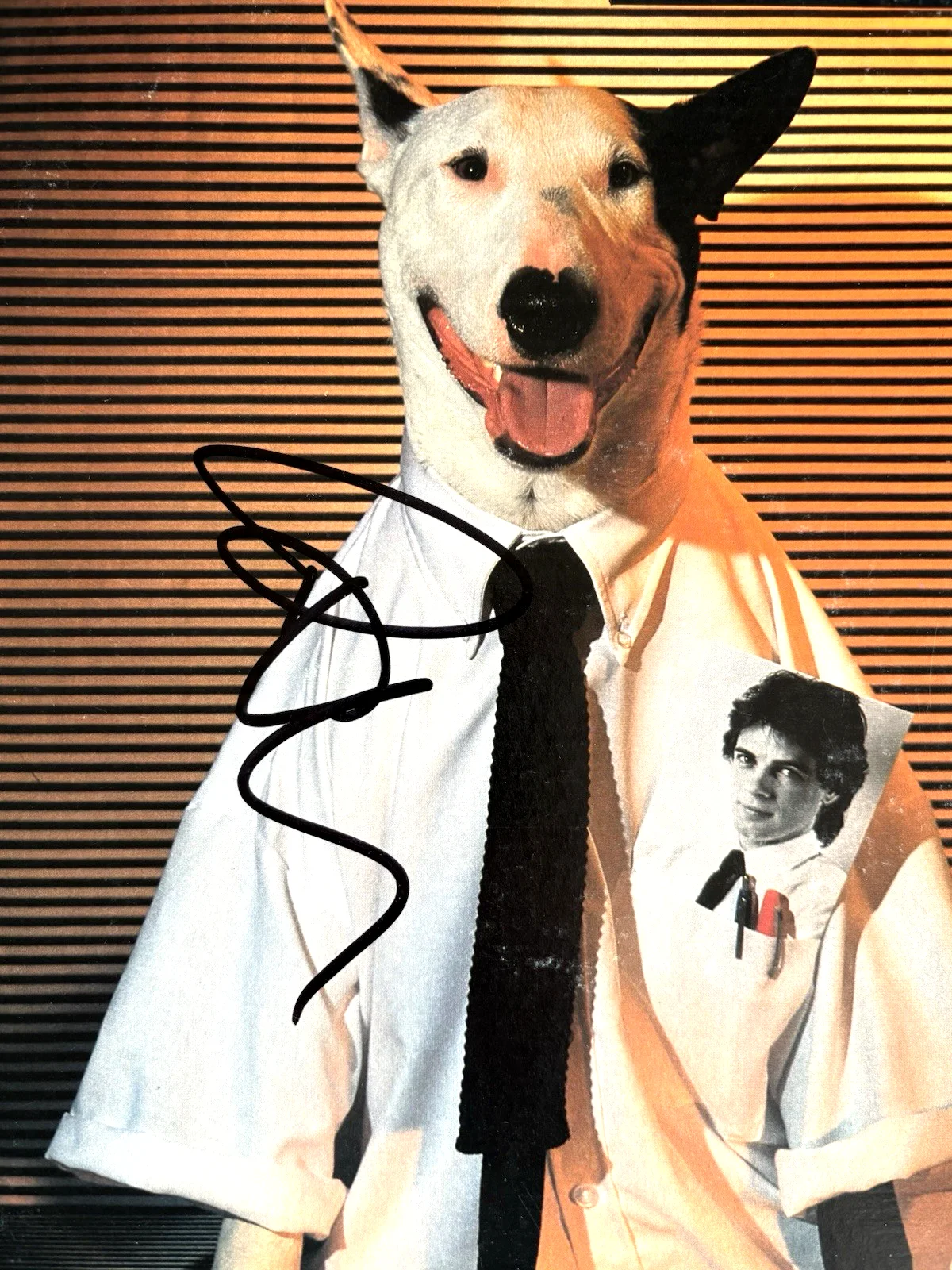 RICK SPRINGFIELD Signed WORKING CLASS DOG Vinyl RECORD Album PSA DNA COA Proof, image 3
