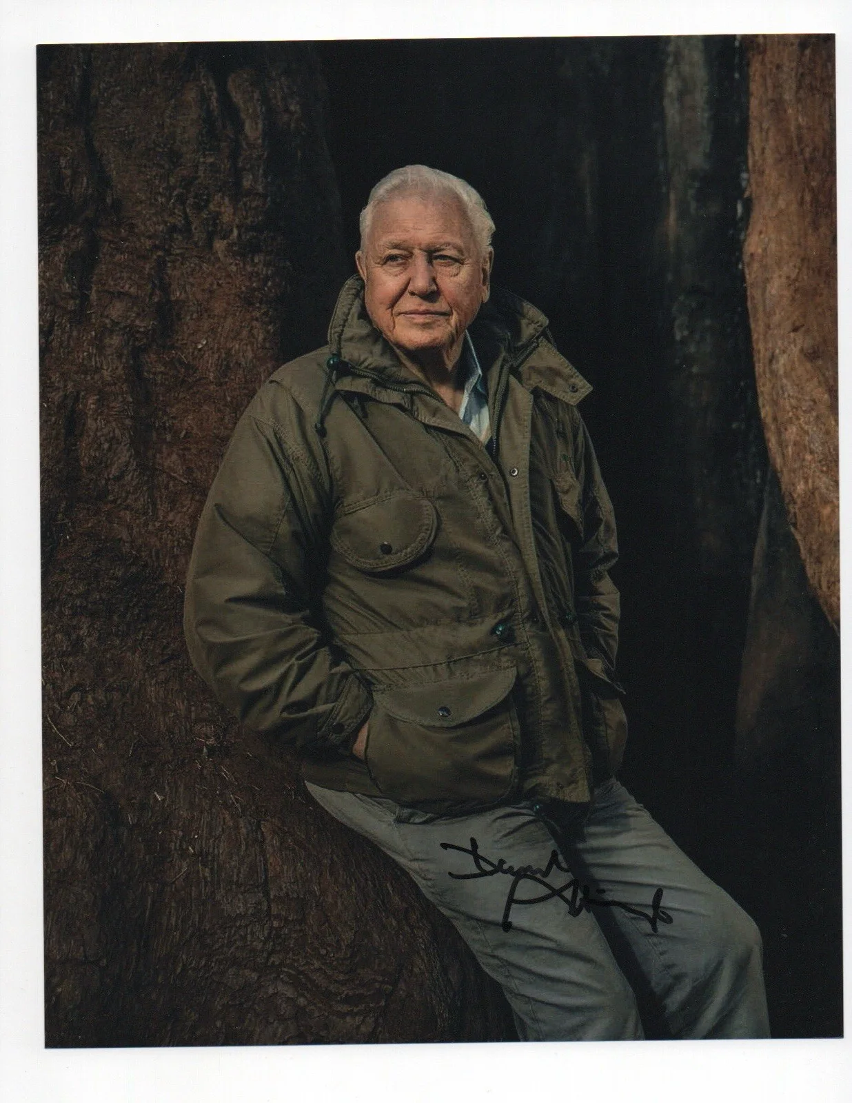 David Attenborough — David Attenborough signed autograph 8x10 Photo No COA Pass BAS PSA JSA Voice