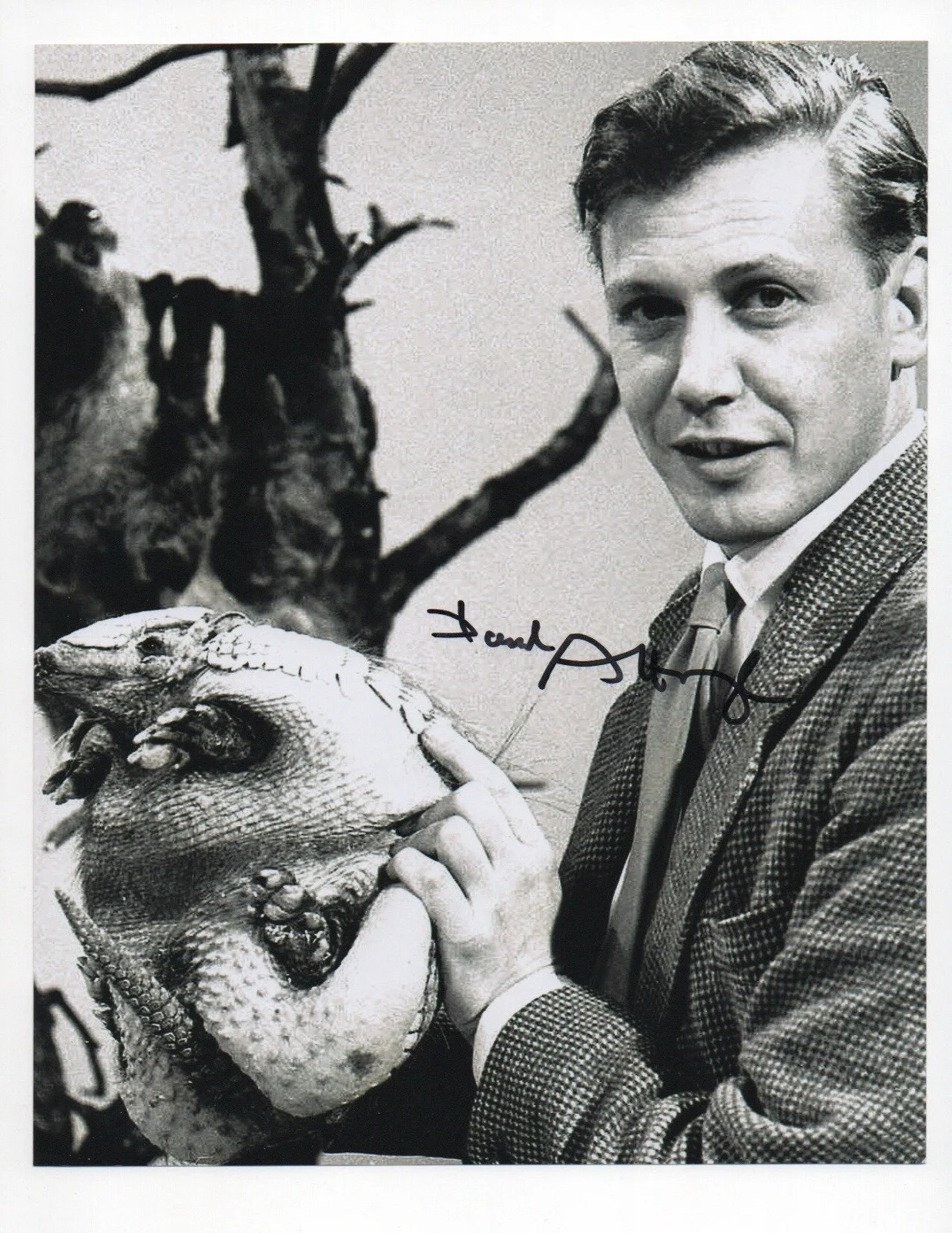 David Attenborough — David Attenborough signed autograph 8x10 Photo No COA Pass BAS PSA JSA Voice