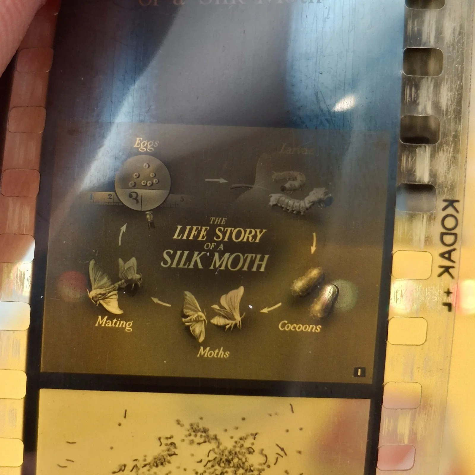 The LIFE STORY of a SILK MOTH. British Instructional Films, Wardour St. refbj, изображение 5