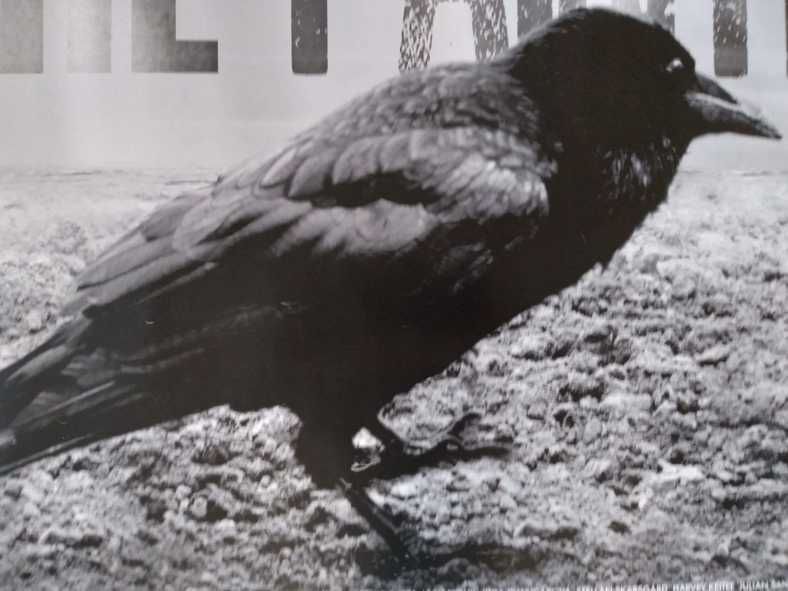 The Painted Bird original movie 2019 poster UK quad, image 2