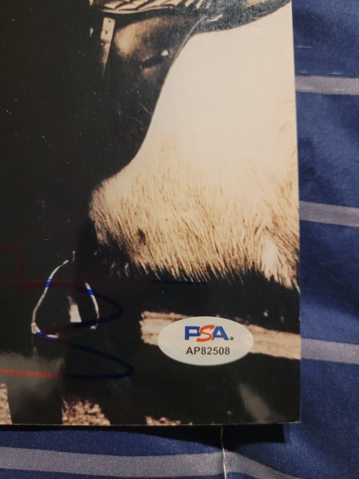 Sting The Police Signed autograph 8x10 PSA COA Legendary Copeland, image 2