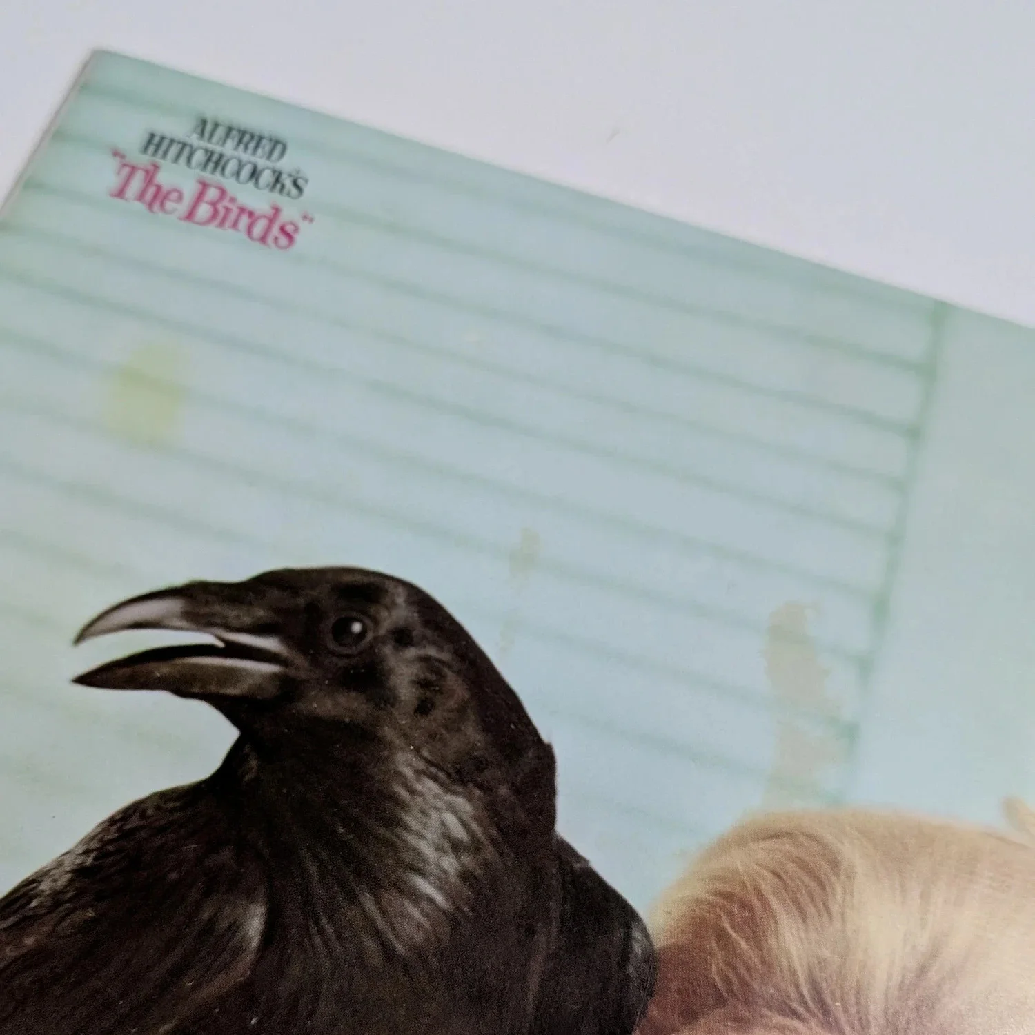 The BIRDS (1963) Vintage Japanese Movie Programme! Alfred Hitchcock, 24 pages!, изображение 2