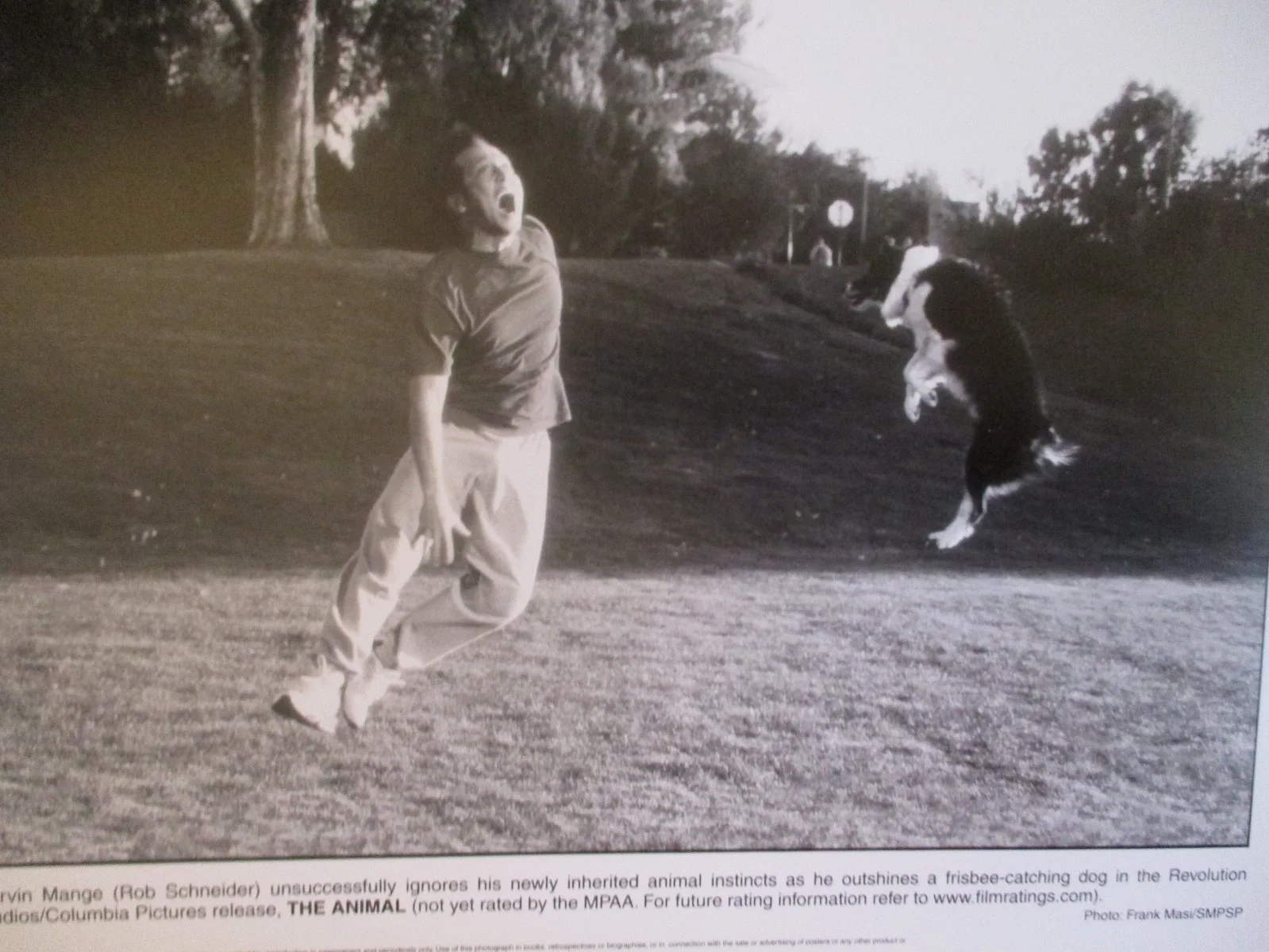 ("THE ANIMAL")Rob Schneider/2001 10 x 8 Glossy Black and White Press Photo, image 2