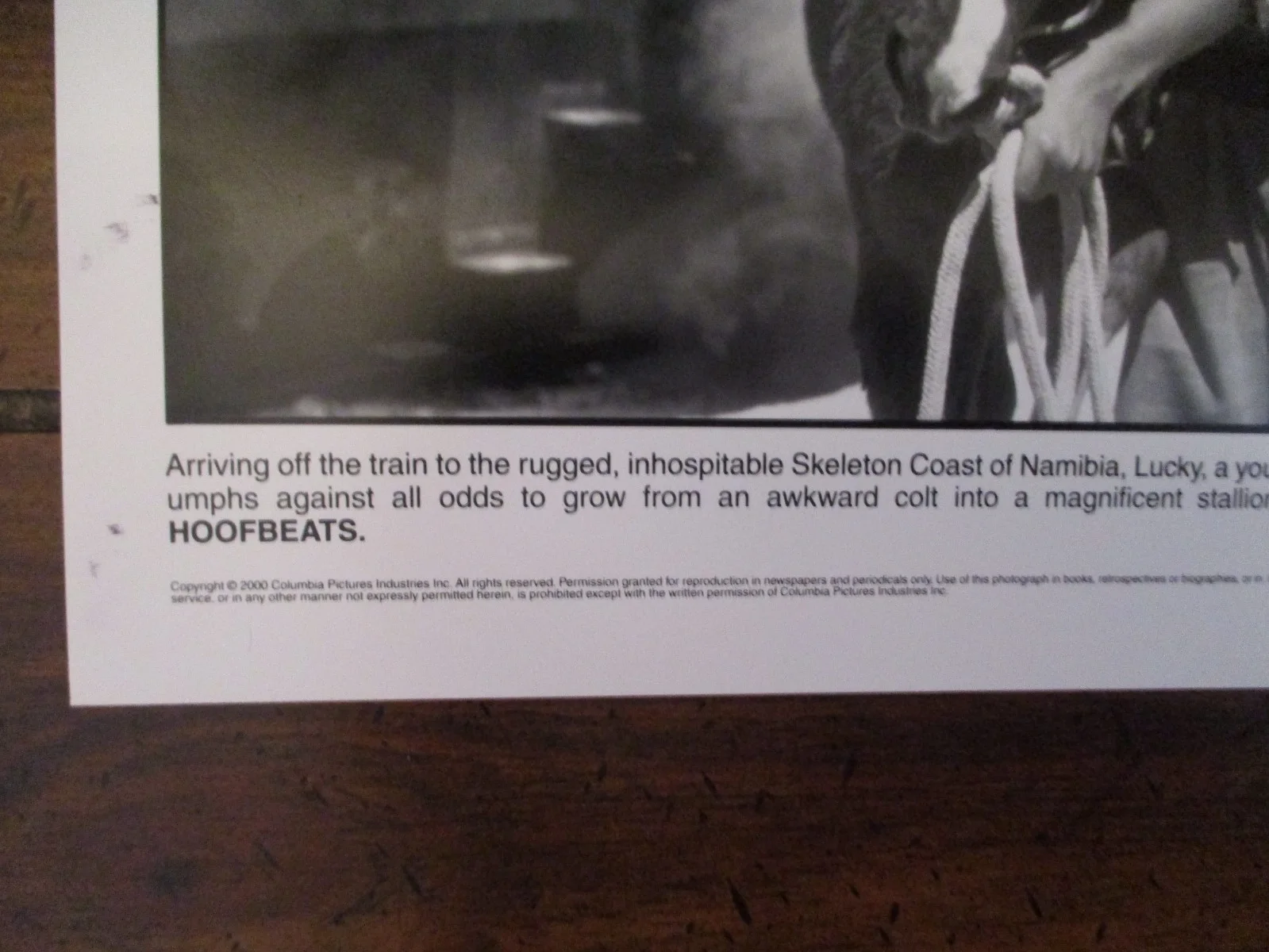 ("HOOFBEATS")Chase Moore("RUNNING FREE)2000 10 x 8 Black and White Press Photo, image 3