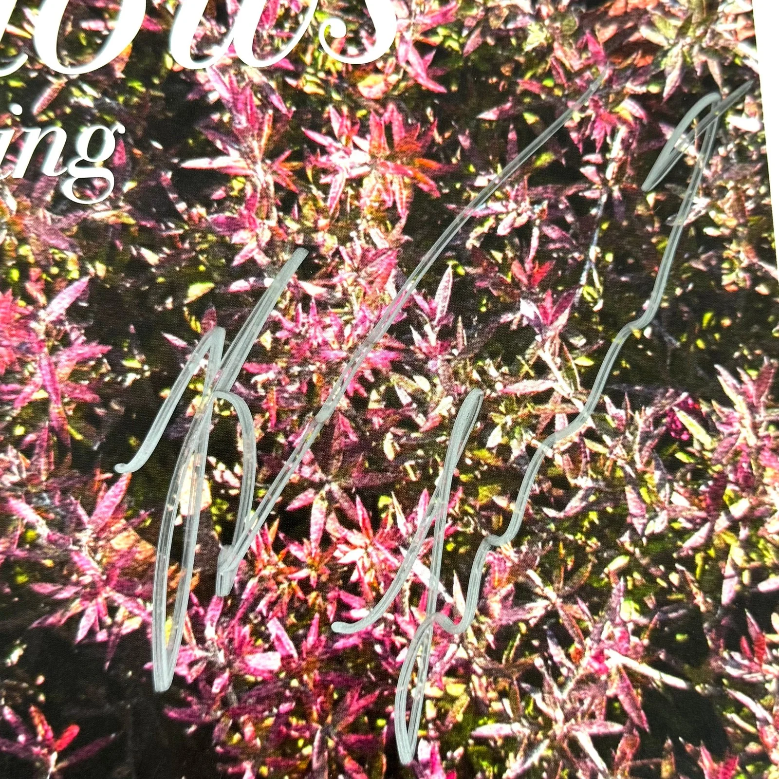 Wallows Signed Autographed Vinyl LP "Spring" PSA/DNA Authenticated, image 3
