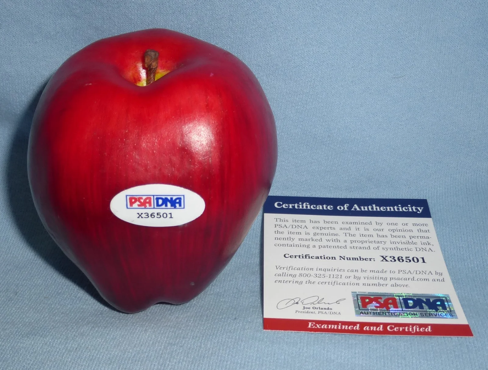 Michael Welch — Michael Welch Signed Twilight Toy Apple PSA/DNA COA Mike New Moom Eclipse Auto'd, image 4