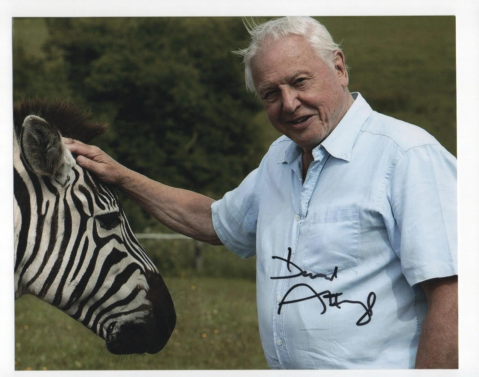 David Attenborough — David Attenborough signed autograph 8x10 Photo No COA Pass BAS PSA JSA Voice
