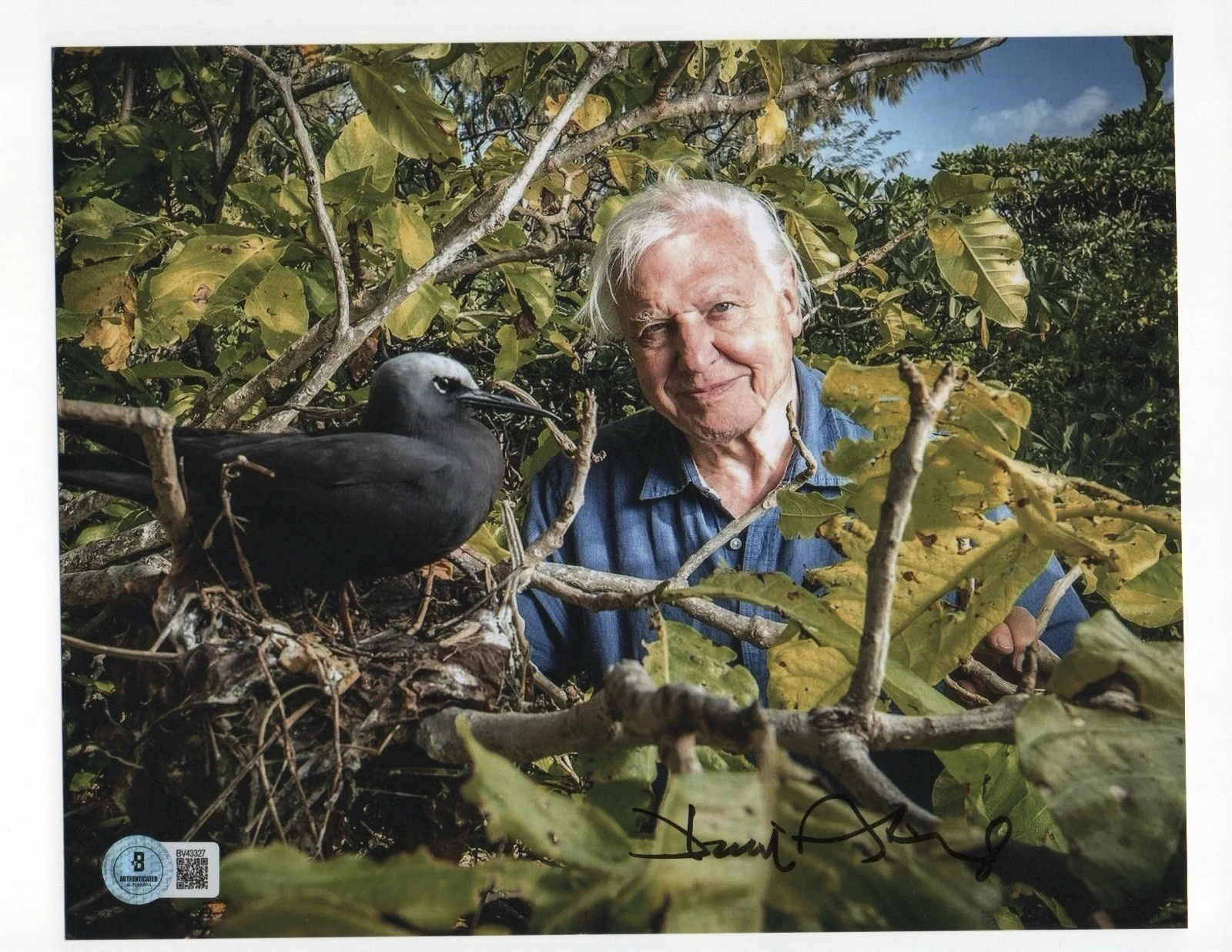 David Attenborough — David Attenborough signed autograph 8x10 Photo COA BAS Beckett Voice Earth Blue