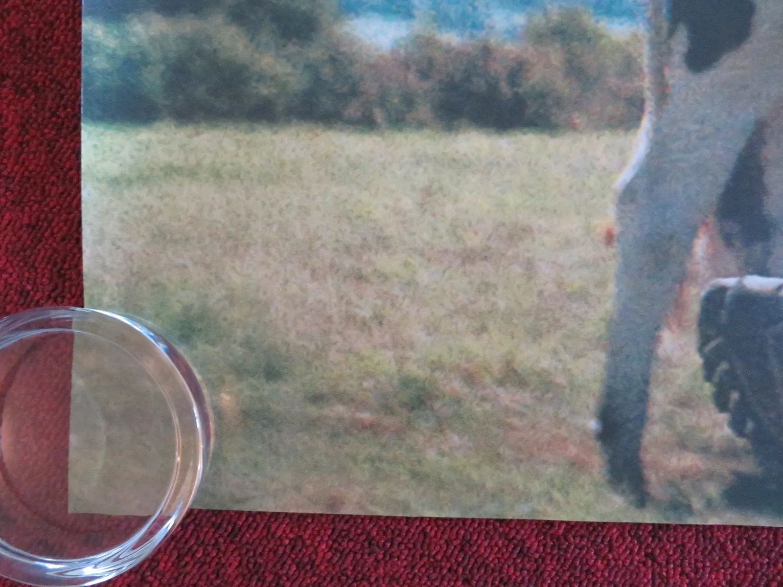 HOLY COW UK QUAD ROLLED POSTER CLEMENT FAVEAU MAIWENE BARTHELEMY 2024, изображение 4