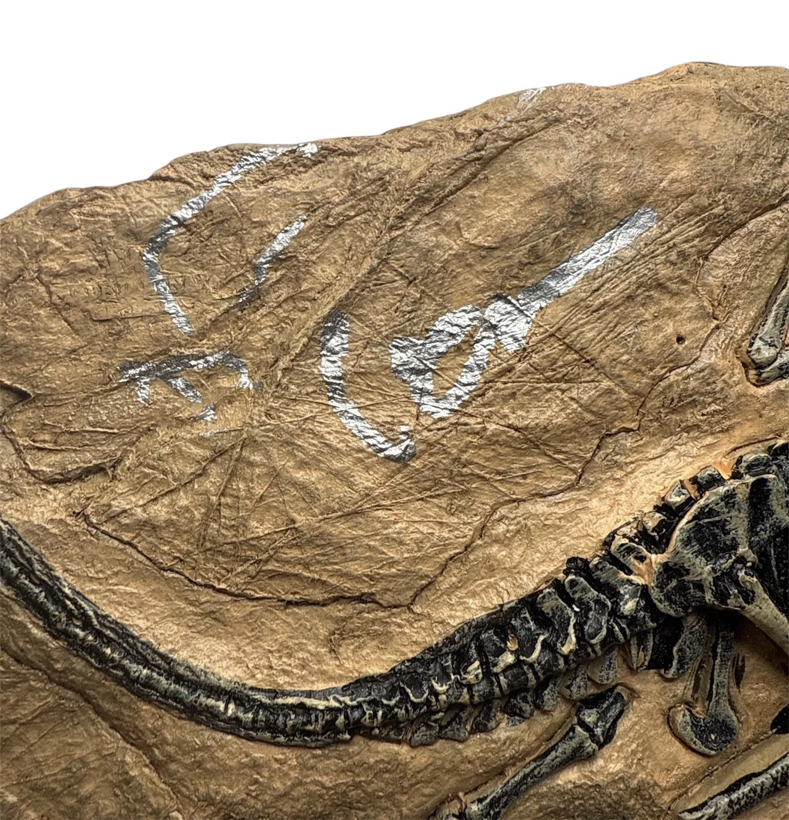 Jeff Goldblum — Jeff Goldblum Autograph Signed Resin Dinosaur Fossil Model with Beckett COA, image 2