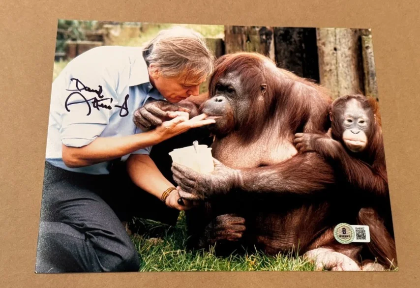 DAVID ATTENBOROUGH — DAVID ATTENBOROUGH SIGNED 8X10 PHOTO BECKETT CERTIFIED BBC NATURALIST #11