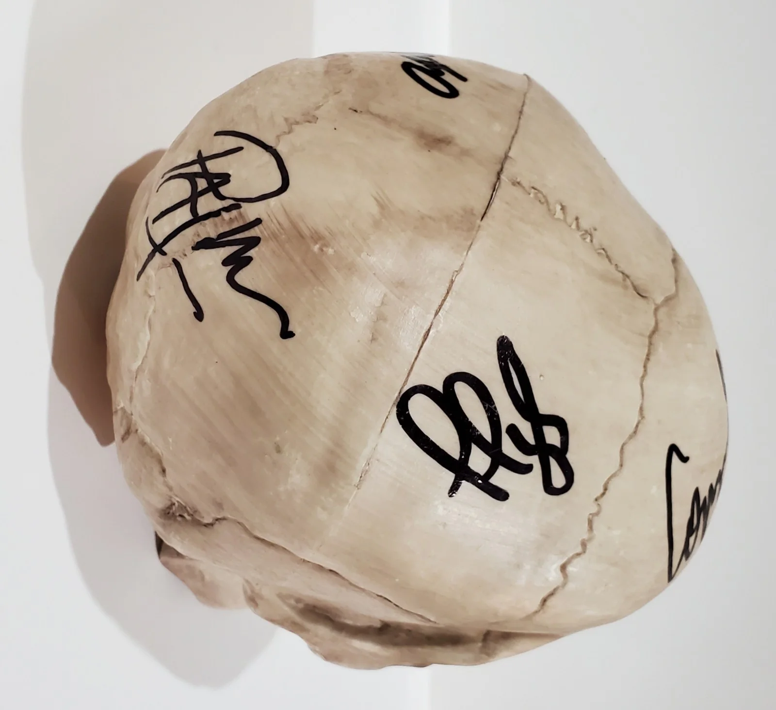 CANNIBAL CORPSE BAND SIGNED SKELETON SKULL PROP W/ JSA CERT CORPSEGRINDER, image 2