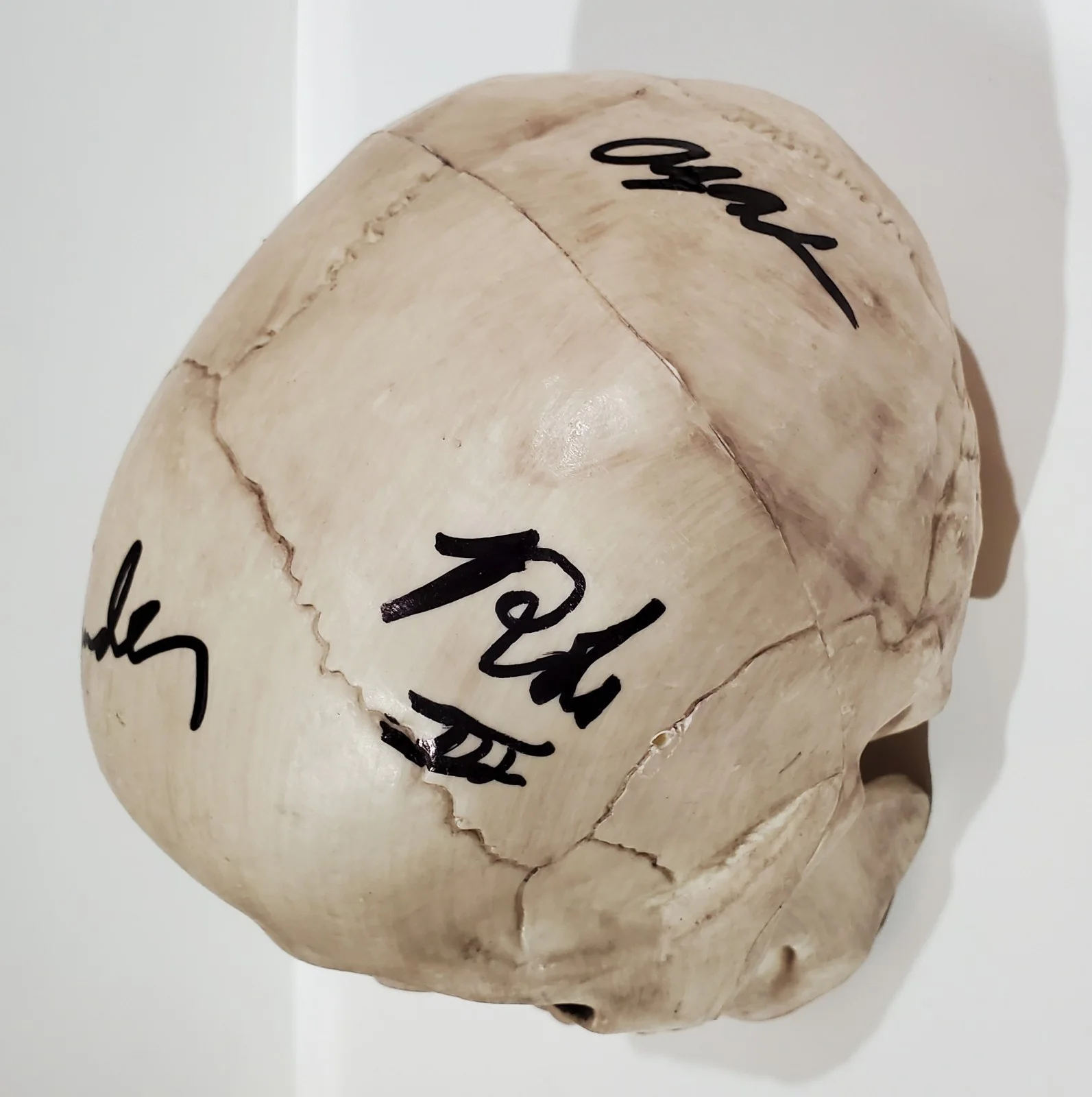 CANNIBAL CORPSE BAND SIGNED SKELETON SKULL PROP W/ JSA CERT CORPSEGRINDER, image 3