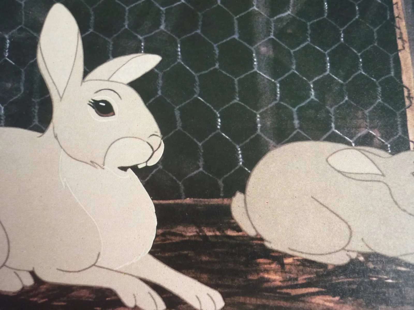 Watership Down framed a4 Richard Adams 1978 Movie scenes caught hutch rabbits, image 2