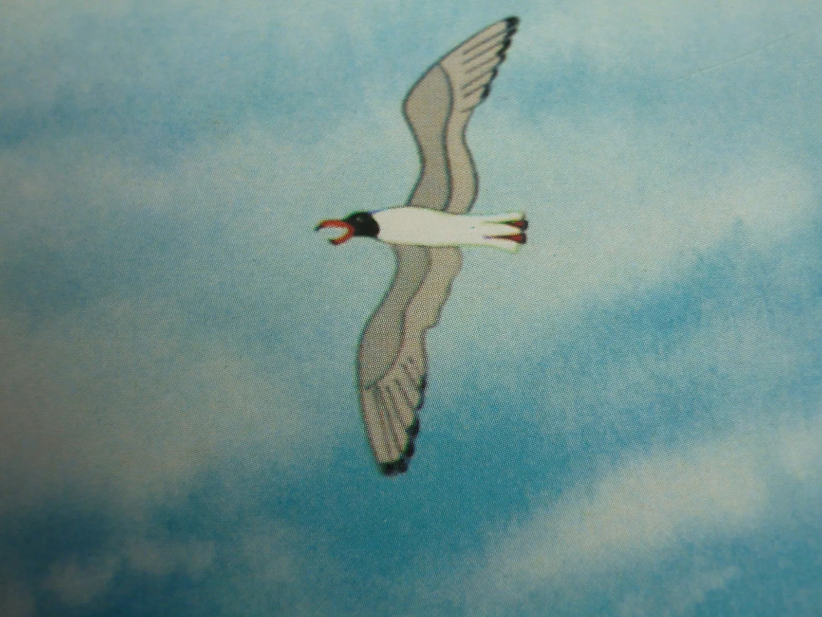 Watership Down framed a4 Richard Adams 1978 Movie scenes seagull flys sky, изображение 2