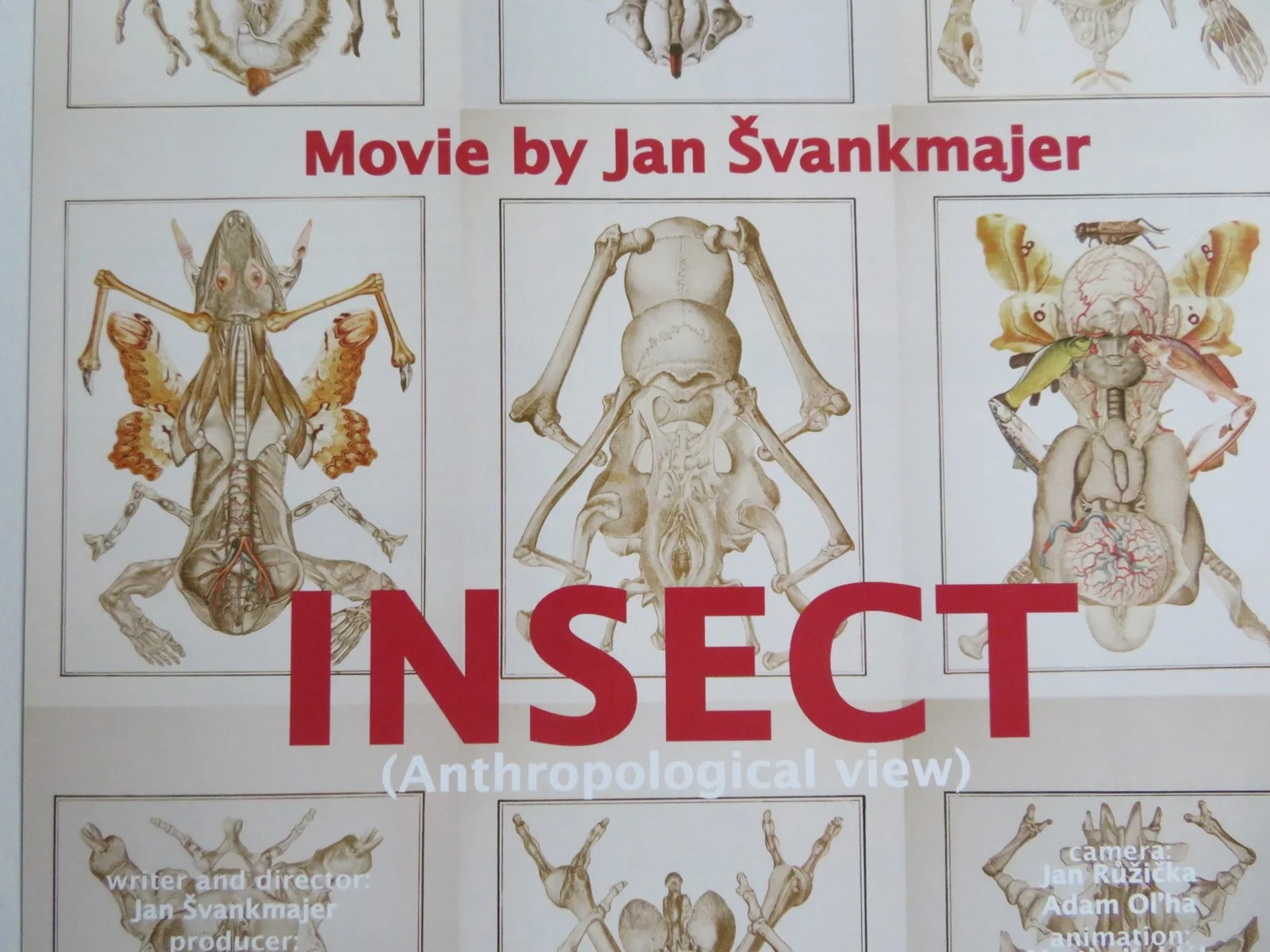 INSECT- B JAPANESE CHIRASHI (B5) POSTER IVANA UHLIROVA JAN BUDAR 2018, image 2