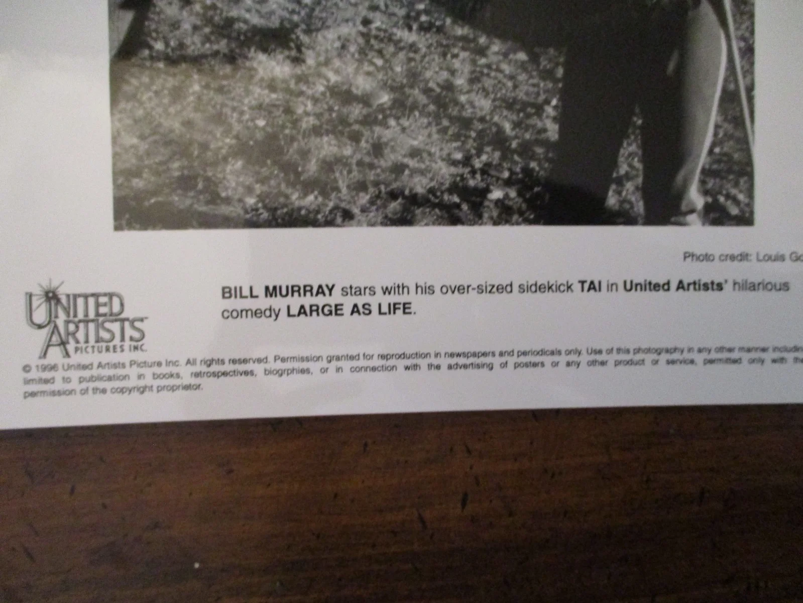 Bill Murray ("LARGE AS LIFE") 1996 8 x 10 Black and White Glossy Press Photo, image 2