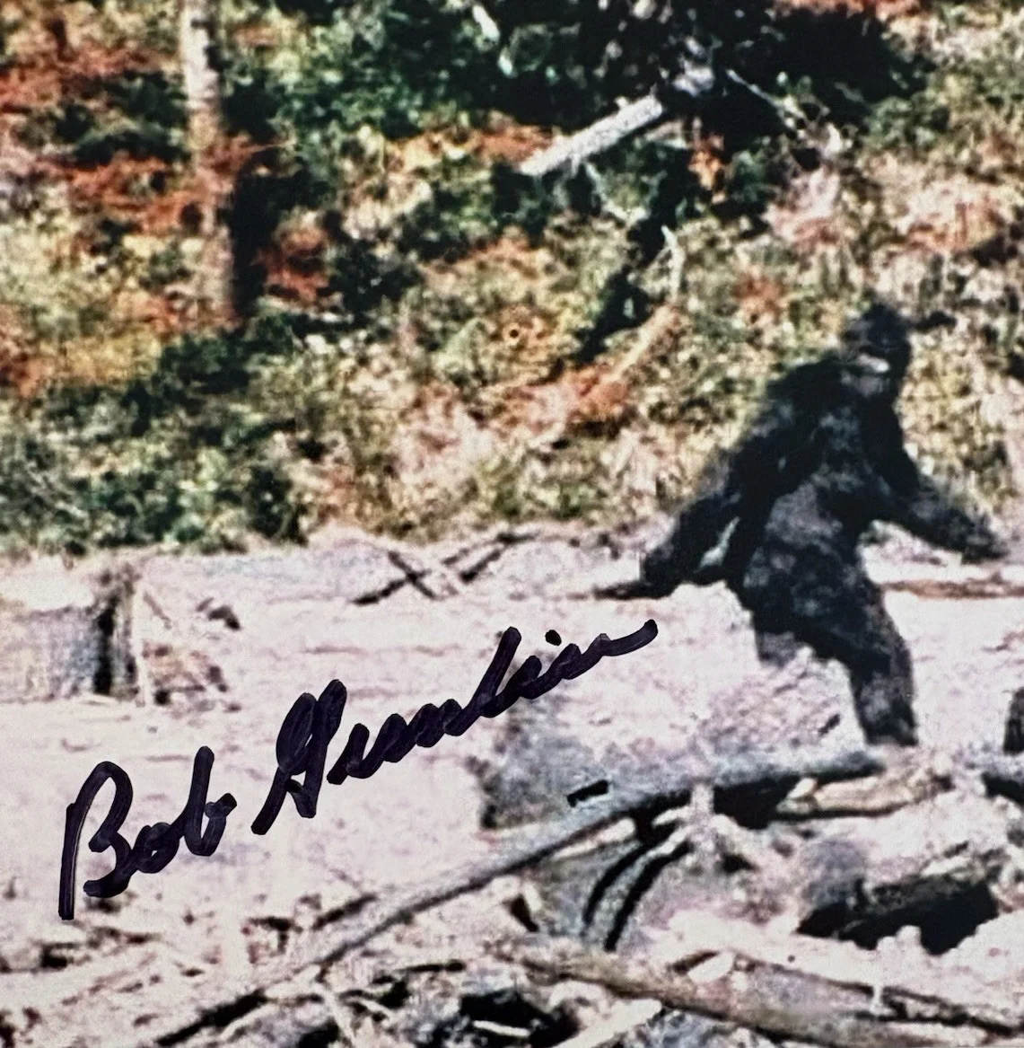 Robert Gimlin — Robert Bob Gimlin Rare! signed autographed Bigfoot 1967 8x10 photo Beckett BAS, изображение 2