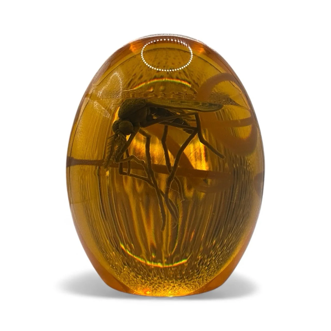 Jeff Goldblum — Jeff Goldblum Signed Jurassic Park Dr. Ian Malcom Mosquito-in-Amber JSA COA, image 2