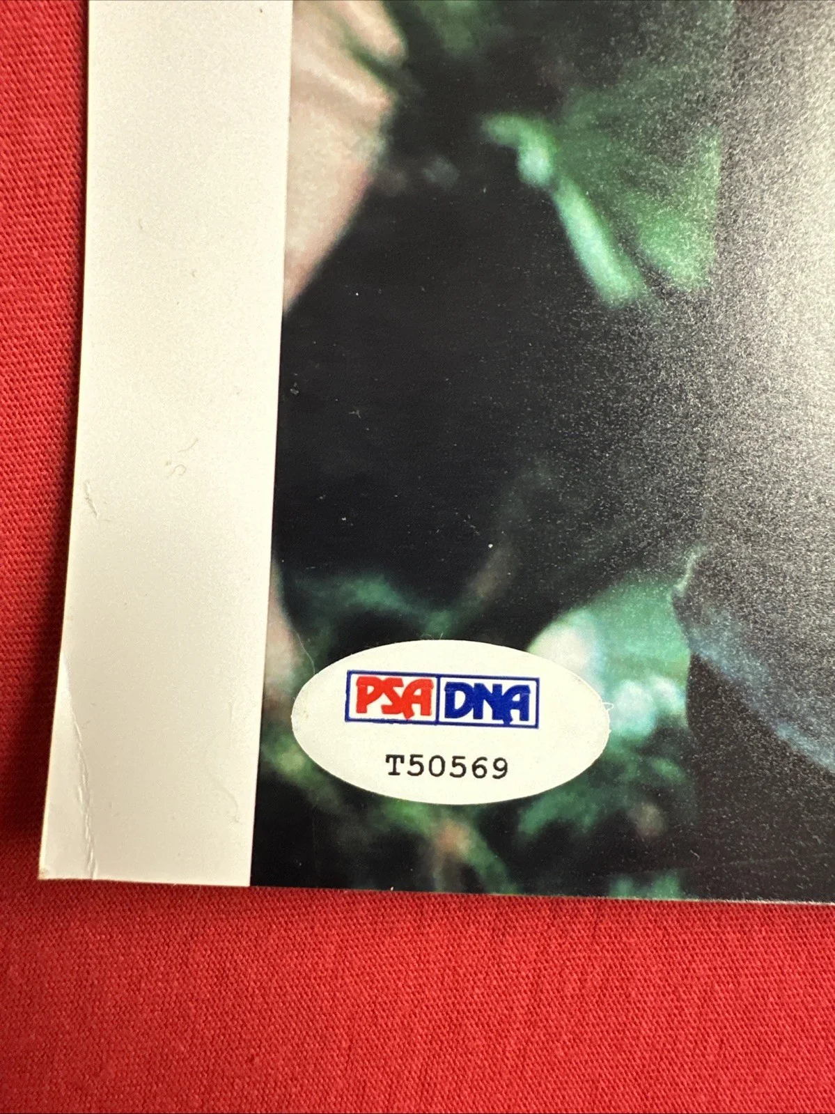 Seann William Scott — SEANN WILLIAM SCOTT Rundown Signed 8 X 10 Photo PSA, изображение 4