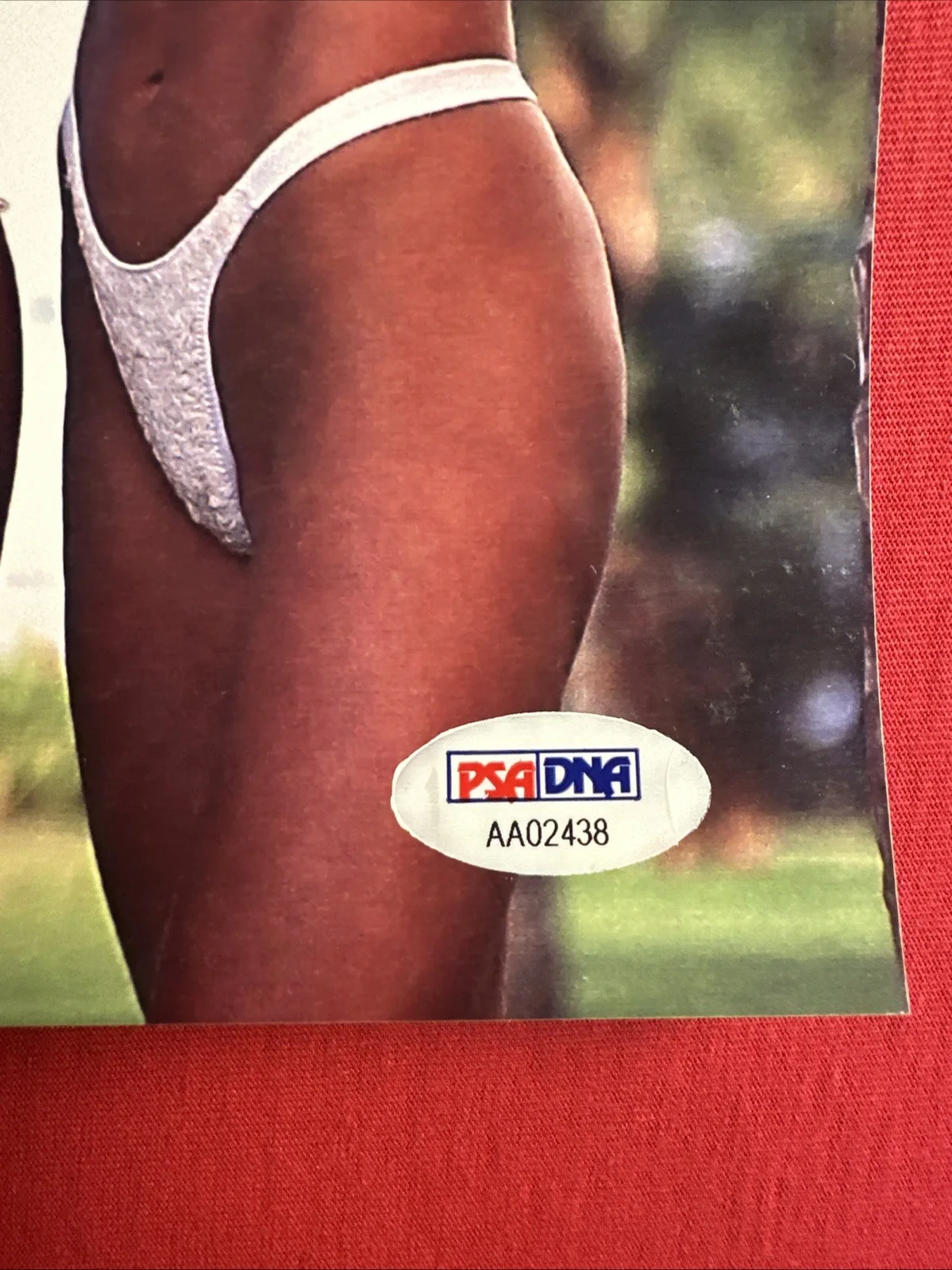 Debra Chyna Lita — Debra , Chyna , Lita 3 Autographs WWE PSA Authentic 8 X 10, изображение 3