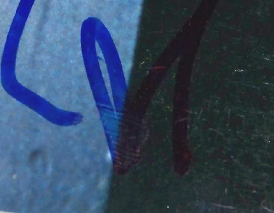 BLOWOUT SALE READ! Angelina Jolie Signed Autographed 8x10 Photo GAI GA GV COA!, изображение 3