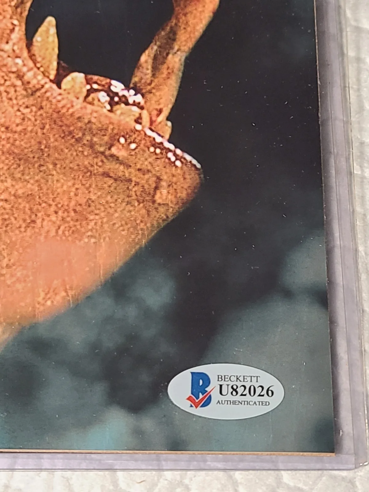 David Naughton — David Naughton American Werewolf In London Autograph & COA, изображение 2