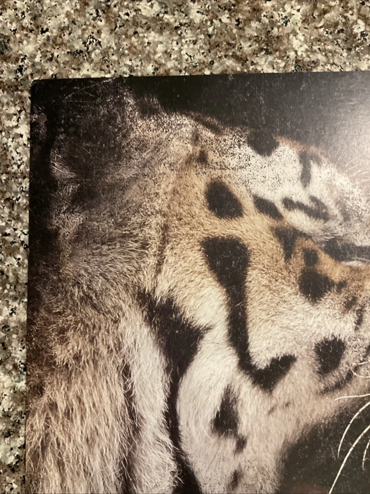Curtis Jackson Aka 50 Cent Signed ANIMAL AMBITION 12.5x12.5 Poster Auto No Coa, image 2