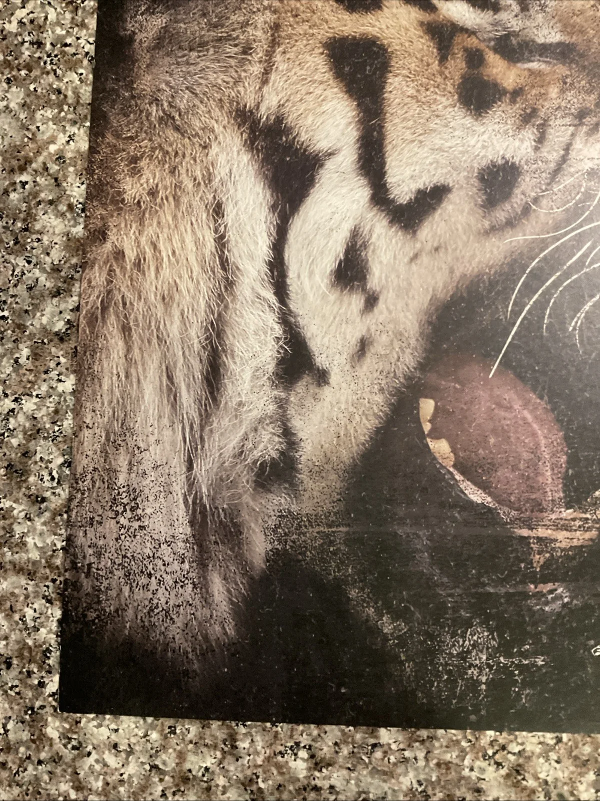 Curtis Jackson Aka 50 Cent Signed ANIMAL AMBITION 12.5x12.5 Poster Auto No Coa, image 5