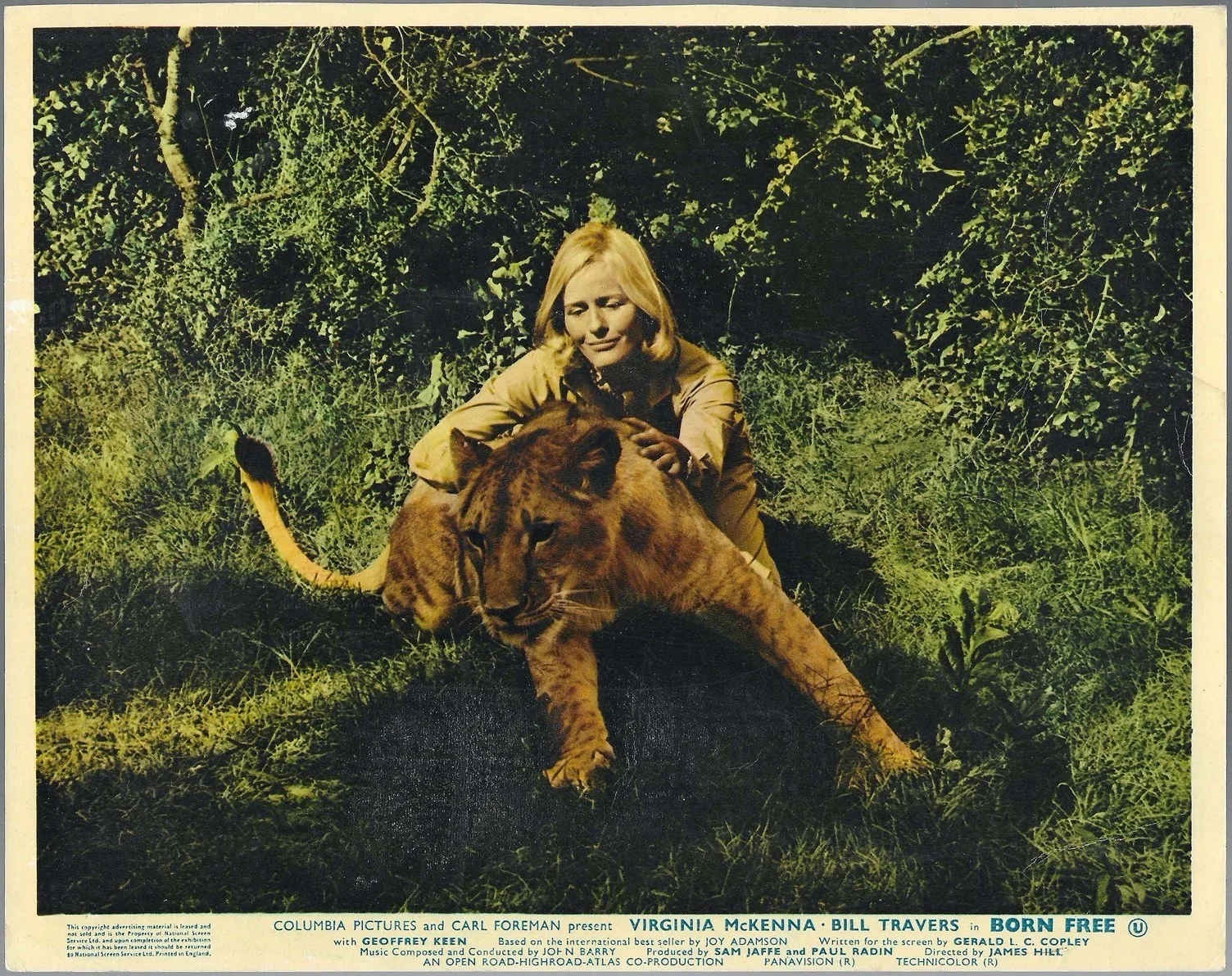 Born Free 8x ORIGINAL UK FOH Lobby Cards Virginia McKenna Bill Travers 1966, изображение 2