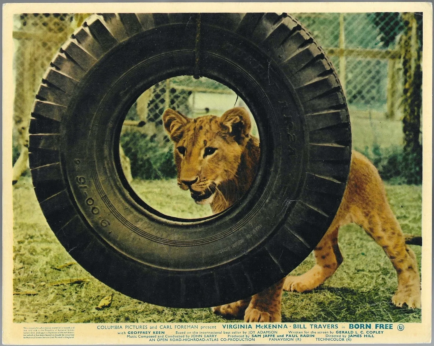 Born Free 8x ORIGINAL UK FOH Lobby Cards Virginia McKenna Bill Travers 1966, изображение 4