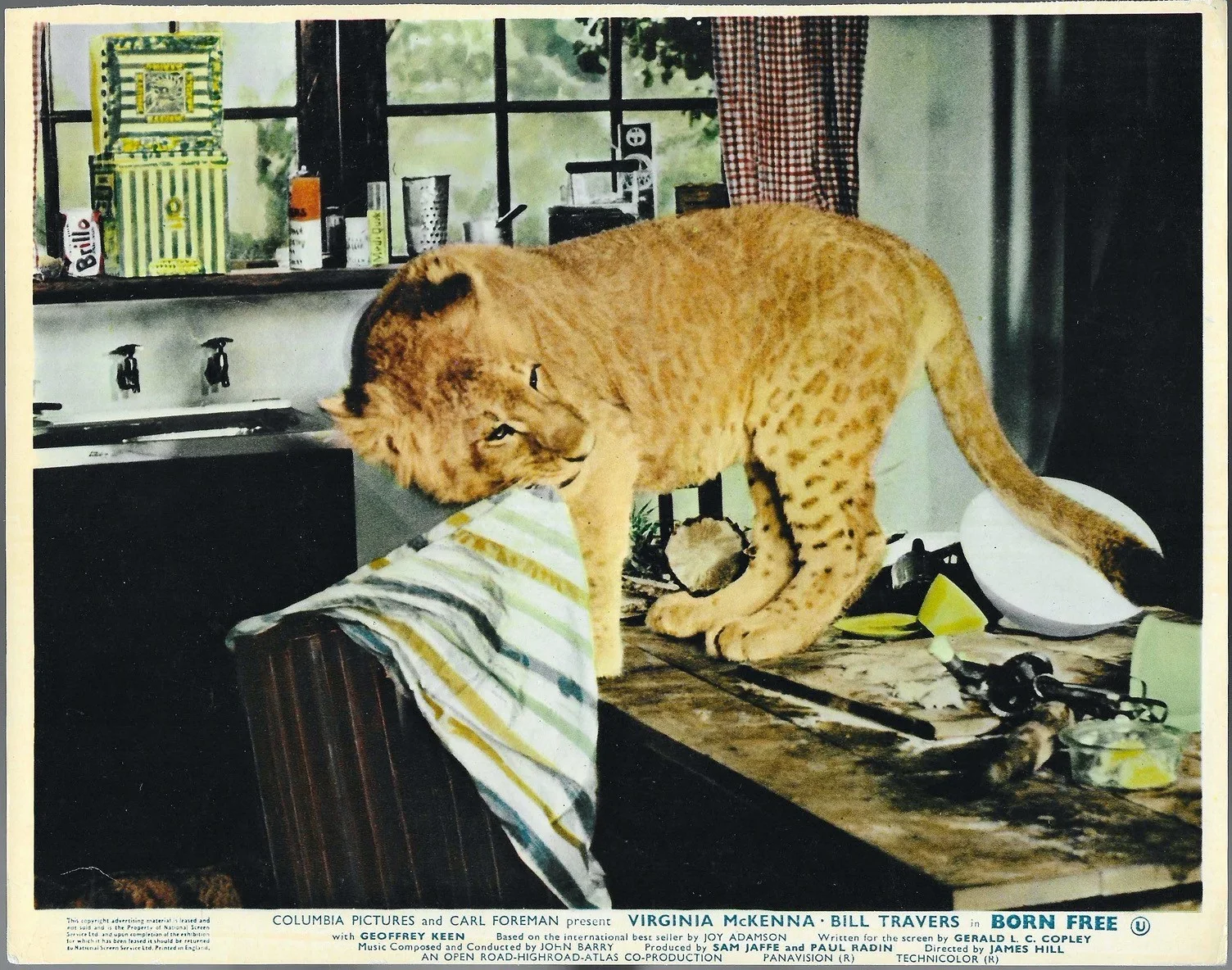 Born Free 8x ORIGINAL UK FOH Lobby Cards Virginia McKenna Bill Travers 1966, изображение 5