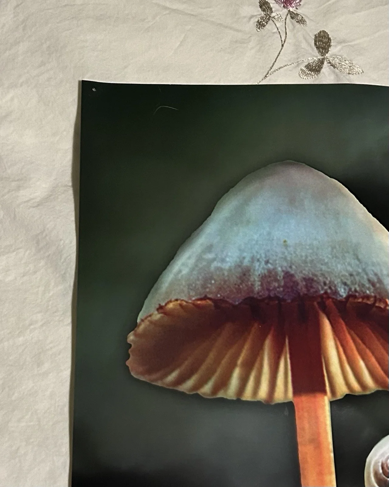 Fantastic Fungi Movie Poster Signed By Louie Schwartzberg, Director Good Condit, изображение 3