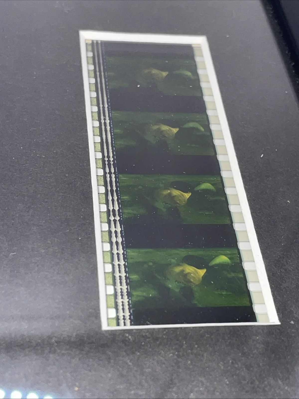 2004 Shrek 2 Framed Film Cell Original 35mm Movie Clip Special Edition With COA, изображение 4